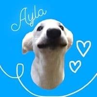 TikTok Account - elena_oki