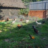 TikTok Account - maibien877