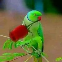 TikTok Account - mdmoshiur100