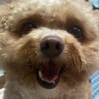 TikTok Account - trumpthepitbull