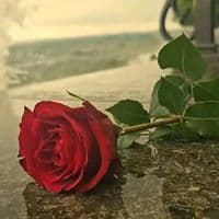 TikTok Account - izmirlikurd1978