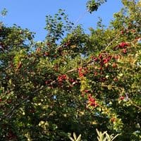 TikTok Account - karim12karim70