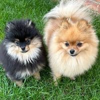 TikTok Account - nellythepompom