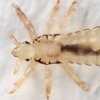 TikTok Account - brianpier0