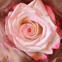 TikTok Account - loam094