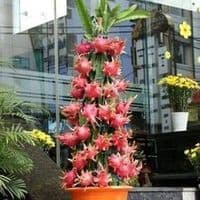 TikTok Account - purna124n