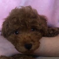 TikTok Account - teddy_pet_