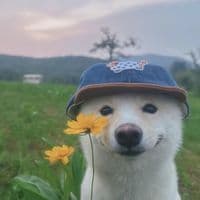 TikTok Creator - goldxpl