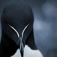 TikTok Account - ghyzo8