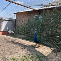 TikTok Account - pasari.si.animale_vaslui