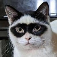 TikTok Account - animal.fun.facts1