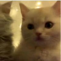 TikTok Account - ci_catto.cce