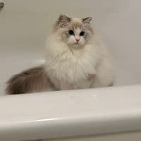 TikTok Account - nafisa..z