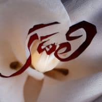 TikTok Account - ztelugu