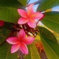 TikTok Account - laumosooi25