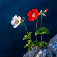 TikTok Account - zhrtshnan