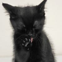 TikTok Account - itz.akony