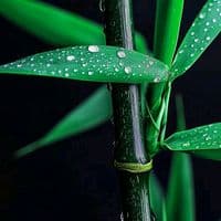 TikTok Account - alka_yagnik_official11