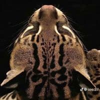 TikTok Account - _viiiim