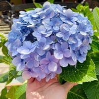 TikTok Account - katu_2505