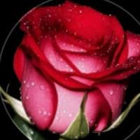 TikTok Account - shgeue8472uggeg