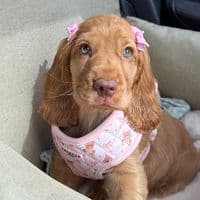 TikTok Account - its_princesspenny