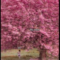 TikTok Account - mimi.chou2005