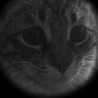 TikTok Account - pluepablo