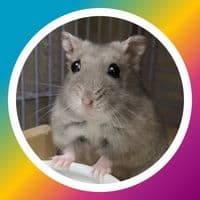 TikTok Account - hamlove001