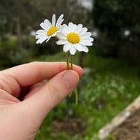 TikTok Account - fatma.asell0