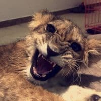 TikTok Account - charlyfilmscomedy