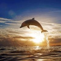 TikTok Account - doiphiin