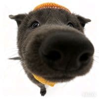 TikTok Account - luongdumuabim