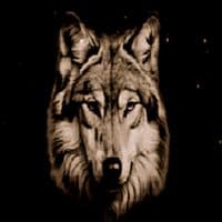 TikTok Account - mindfulwolf_