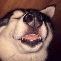 TikTok Account - nttobdenofficial2xx5