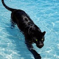 TikTok Account - dam__7777