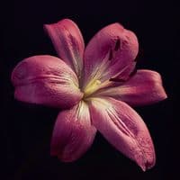 TikTok Account - user9102827928