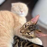 TikTok Account - ryzhenkii