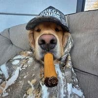 TikTok Account - chaszq_