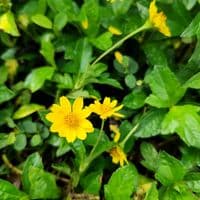 TikTok Account - mee66819