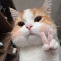 TikTok Account - nong_0bar