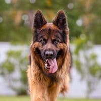 TikTok Account - bentleyandfamily