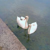 TikTok Account - tinivaitahe