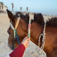 TikTok Account - tahye237