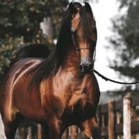 TikTok Account - hemoo.55