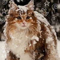 TikTok Account - hayden.lawrence21