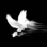 TikTok Account - sengare_music