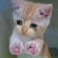 TikTok Account - kithly70