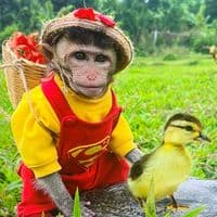 TikTok Account - nguyecsb07p