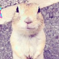 TikTok Account - zhzxd